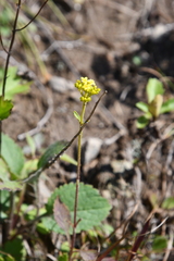 Patrinia scabiosifolia