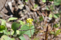 Patrinia scabiosifolia