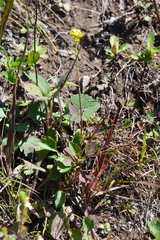 Patrinia scabiosifolia