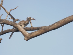 Lophoceros nasutus