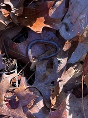 Carphophis amoenus amoenus