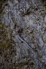 Plethodon ventralis