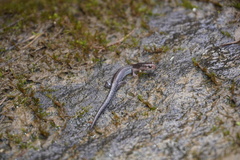 Plethodon ventralis