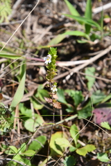 Euphrasia maximowiczii