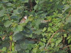 Centropus senegalensis