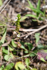 Euphrasia maximowiczii
