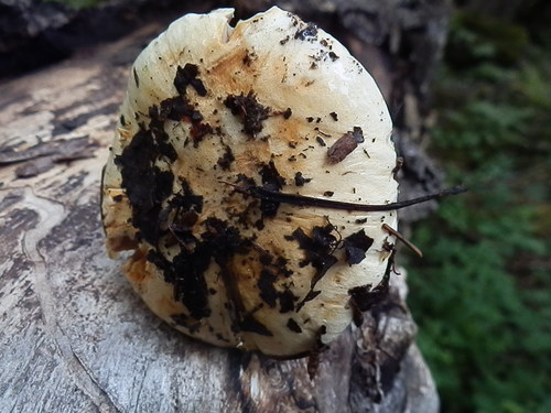 Cortinarius fulvo-ochrascens image