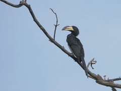Lophoceros fasciatus