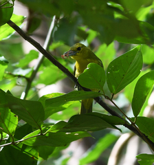 Aegithina lafresnayei