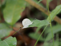 Leptosia