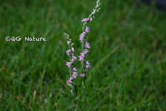 Spiranthes sinensis