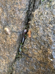 Plethodon ventralis