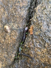 Plethodon ventralis