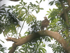 Aquila spilogaster