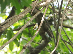 Camaroptera brachyura