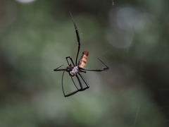 Trichonephila fenestrata