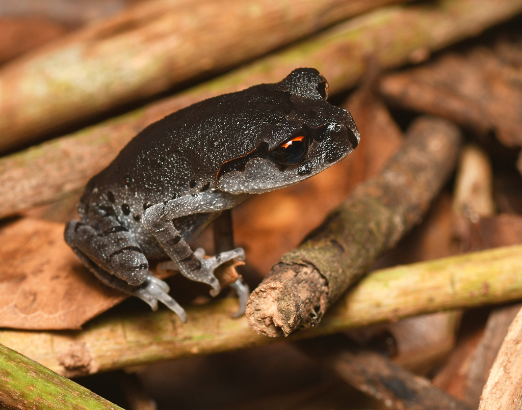 Smith's Litter Frog (Leptobrachium smithi)