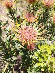 Leucospermum
