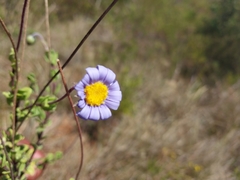 Felicia aethiopica