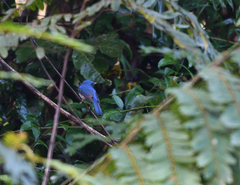 Cyornis hainanus