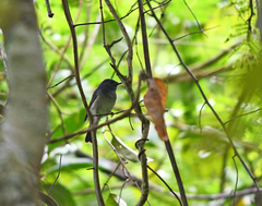 Cyornis hainanus
