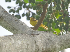 Ploceus brachypterus