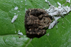 Angaeus pentagonalis