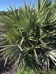 Serenoa repens