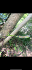 Spilosomina