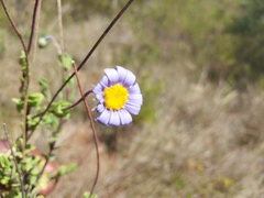 Felicia aethiopica