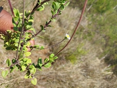 Felicia aethiopica