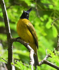 Rubigula flaviventris