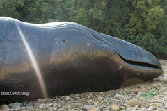 Balaenoptera musculus