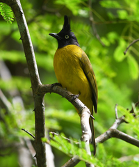 Rubigula flaviventris