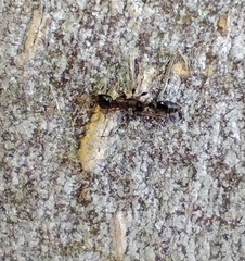 Pseudomyrmex