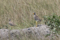 Vanellus senegallus