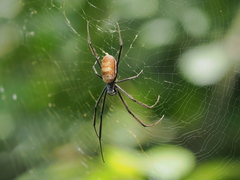 Trichonephila fenestrata