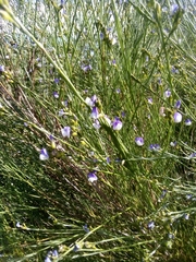 Psoralea aphylla