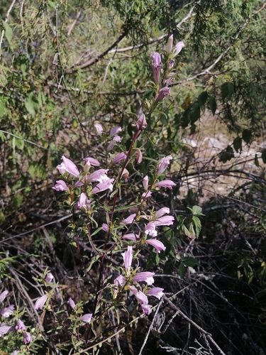 Lamourouxia dasyantha, photograph 6