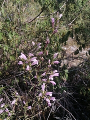 Lamourouxia dasyantha