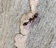 Pseudomyrmex