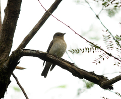 Muscicapidae