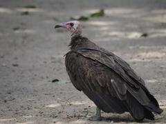 Necrosyrtes monachus
