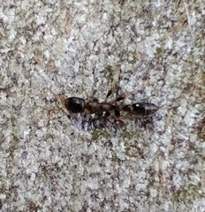 Pseudomyrmex