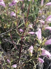 Lamourouxia dasyantha