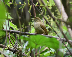 Iole viridescens