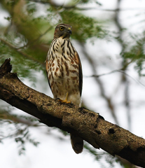 Accipiter virgatus