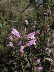 Lamourouxia dasyantha