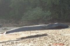 Balaenoptera musculus