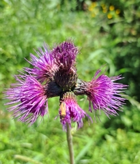 Cirsium rivulare